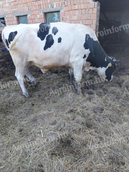 Holstein Fríz bika eladó