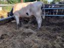 Holstein Fríz bika eladó