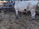 Holstein Fríz bika eladó