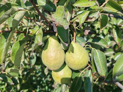 Vilmos és Bosckobak körte eladó Vilmos és Bosckobak körte eladó