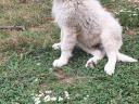 Kuvasz jellegű kan kiskutya keres gazdit