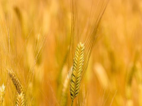 Eladó vegyszermentes hántolatlan alakor búza saját termelésből Eladó vegyszermentes hántolatlan alakor búza saját termelésből