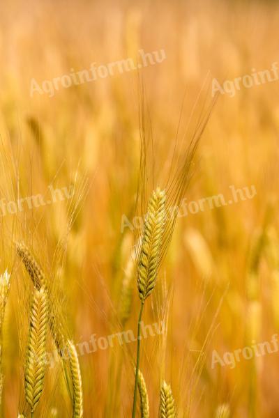 Eladó vegyszermentes hántolatlan alakor búza saját termelésből