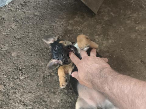 Tacskó jellegű kölyök kutya Tacskó jellegű kölyök kutya