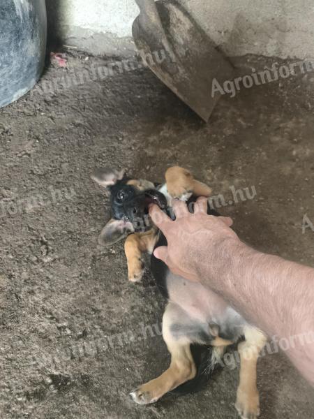 Tacskó jellegű kölyök kutya