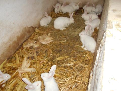 Pannon fehér nyulak... XXL és normál méretben Pannon fehér nyulak... XXL és normál méretben