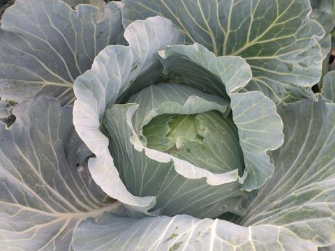 Fejes káposzta Fejes káposzta