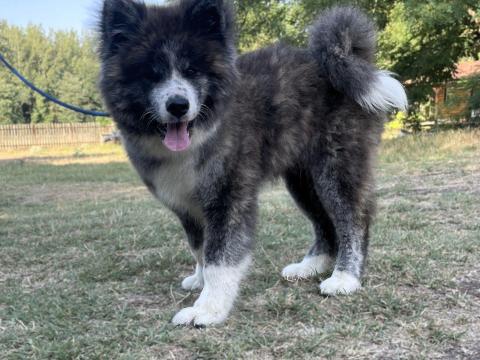 Törzskönyves Japán Akita Inu Kisfiú Kölyök Törzskönyves Japán Akita Inu Kisfiú Kölyök
