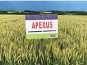 Cameleon, Apexus őszi búza vetőmag eladó