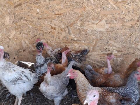 Növendék csirkék eladók Növendék csirkék eladók