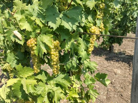 Sárga muskotály (lunel) szőlő eladó Gyöngyöstarjánban Sárga muskotály (lunel) szőlő eladó Gyöngyöstarjánban