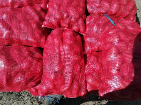 Burgonya eladó Burgonya eladó