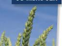 Fémzárolt  SU MENDOZA őszi búza vetőmag