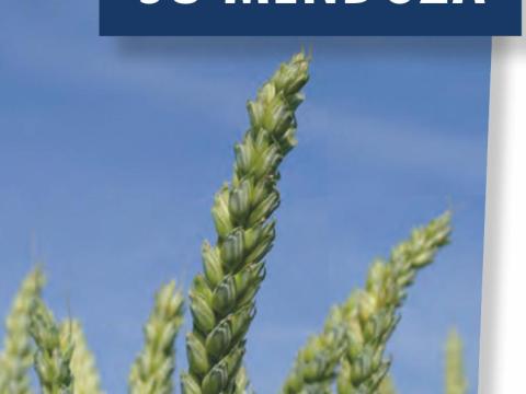 Fémzárolt  SU MENDOZA őszi búza vetőmag Fémzárolt  SU MENDOZA őszi búza vetőmag