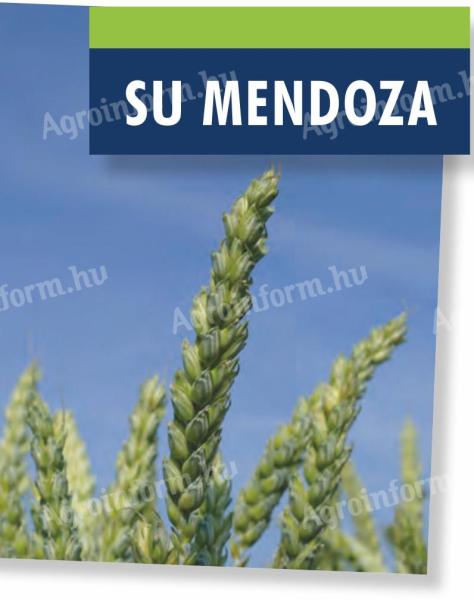 Fémzárolt  SU MENDOZA őszi búza vetőmag