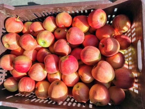 Gàla alma Gàla alma