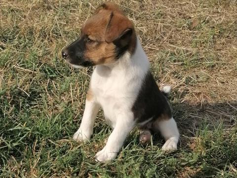 Foxterrier kölykök Baracson Foxterrier kölykök Baracson