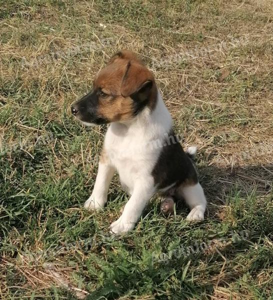 Foxterrier kölykök Baracson