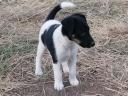 Foxterrier kölykök Baracson