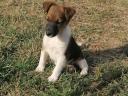 Foxterrier kölykök Baracson