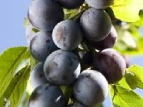 Nemtudom szilva eladó Nemtudom szilva eladó