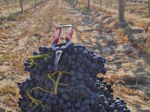 Néró szőlő Néró szőlő