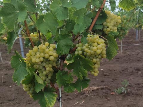 Irsai Olivér szőlő eladó a Mátraalján Irsai Olivér szőlő eladó a Mátraalján