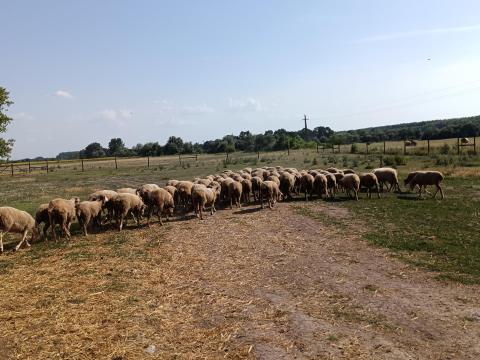 Anyajuh eladó Anyajuh eladó