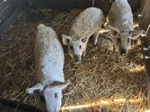 Mangalica süldő eladó Mangalica süldő eladó