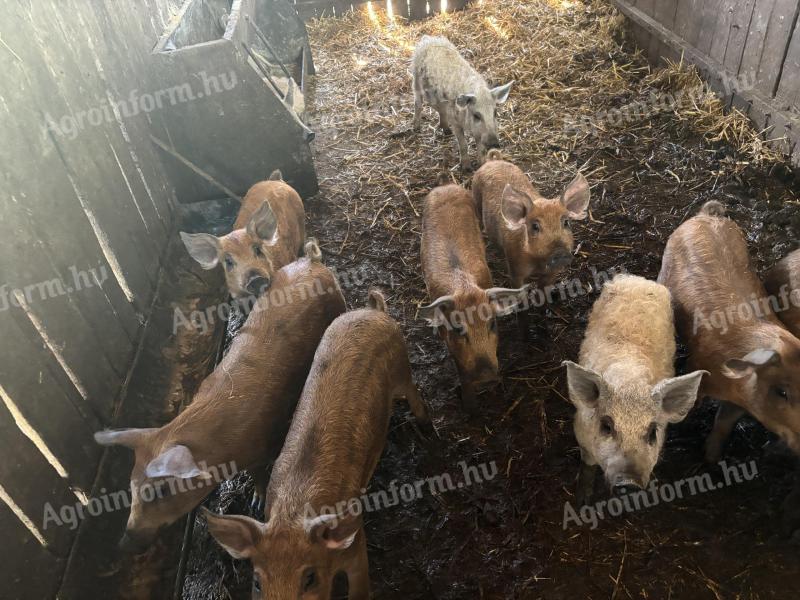 Mangalica és durok malacok eladók
