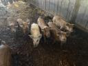 Mangalica és durok malacok eladók