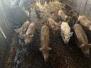 Mangalica és durok malacok eladók