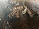 Mangalica és durok malacok eladók