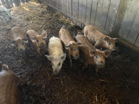 Mangalica malacok eladók Mangalica malacok eladók