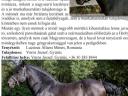 Eladó hucul tenyészkanca