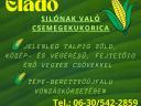 Silónak való csemegekukorica eladó Tépe-Berettyóújfalu környékén