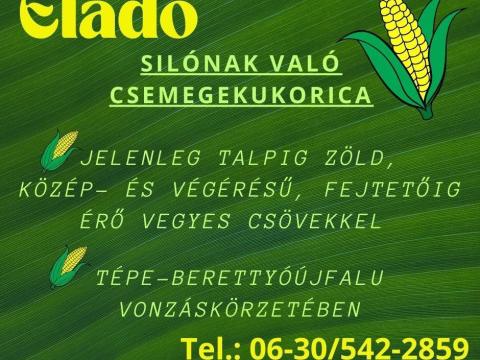 Silónak való csemegekukorica eladó Tépe-Berettyóújfalu környékén Silónak való csemegekukorica eladó Tépe-Berettyóújfalu környékén
