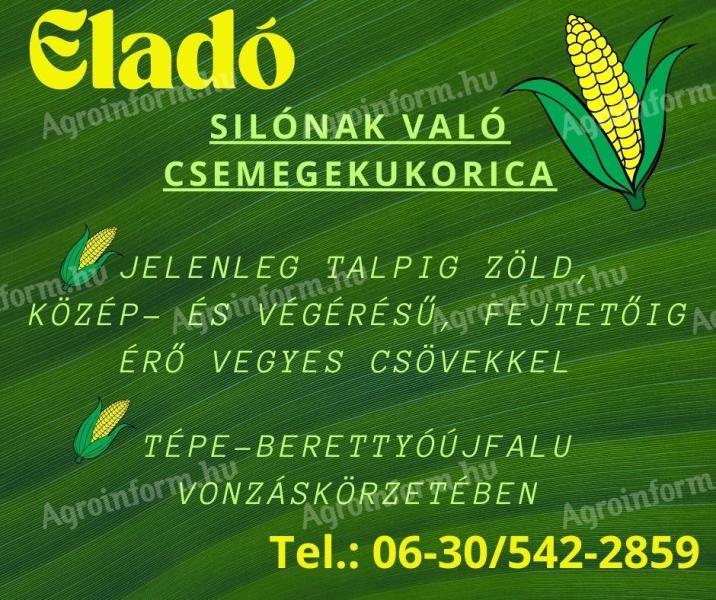Silónak való csemegekukorica eladó Tépe-Berettyóújfalu környékén