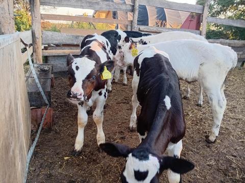 5 db Holstein fríz bika eladó 5 db Holstein fríz bika eladó