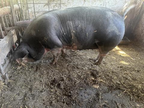 Eladó hasas koca – novemberi fialással, 180 kg Eladó hasas koca – novemberi fialással, 180 kg