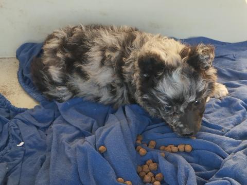 Mudi jellegű cifra kan kiskutya eladó Pest vármegyében Mudi jellegű cifra kan kiskutya eladó Pest vármegyében