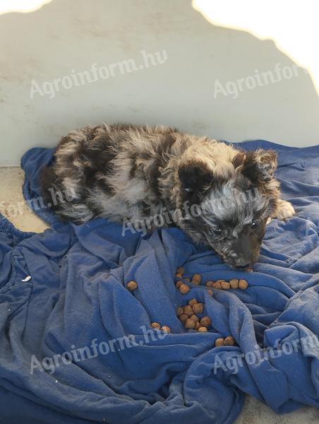Mudi jellegű cifra kan kiskutya eladó Pest vármegyében