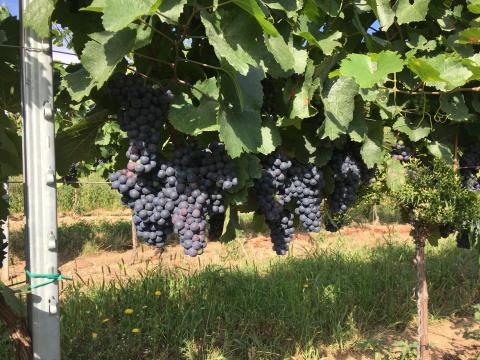 Zweigelt borszőlő Zweigelt borszőlő