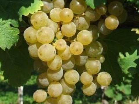 Bianca szőlő eladó Monoron Bianca szőlő eladó Monoron