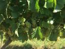 Chardonnay borszőlő