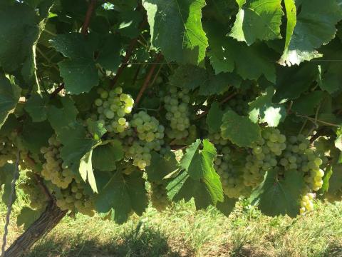 Chardonnay borszőlő Chardonnay borszőlő