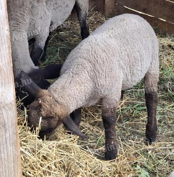 Suffolk kos bárány eladó