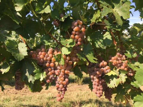 Cserszegi fűszeres borszőlő Cserszegi fűszeres borszőlő