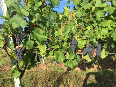 Pinot noir borszőlő Pinot noir borszőlő