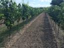 Cabernet franc